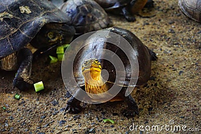 Closeup asian turtle walking Stock Photo