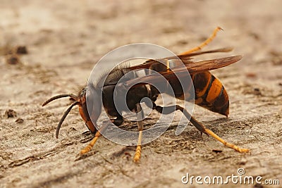 Closeup on the Asian yellow legged Hornet wasp, Vespa velutina, Stock Photo