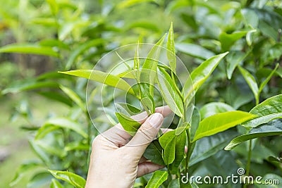 Closeup Assam tea leaves in female farmer hand over blurred tea plantation background Stock Photo