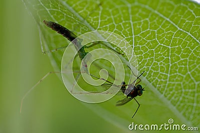 Closeup of an assassin bug with a fly. Stock Photo