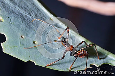 Closeup of an assassin bug on a leaf. Australia. Stock Photo