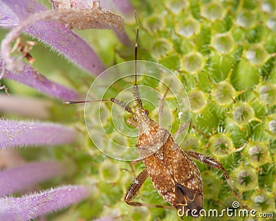 Closeup of assassin bug or leaf-footed bug species in Theodore Wirth Park - Minnesota Stock Photo