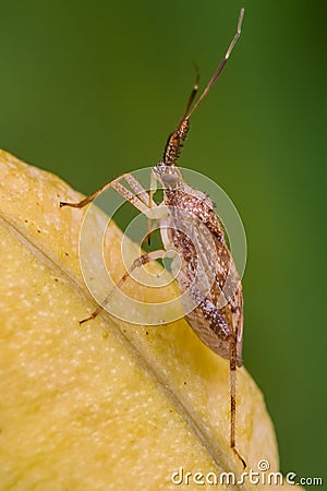 Closeup of assassin bug or leaf-footed bug species in Theodore Wirth Park - Minnesota Stock Photo