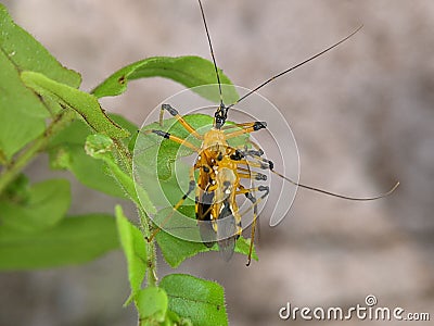 Closeup of an Assassin bug (Harpactorinae) mating on a green leaf with blurred background Stock Photo