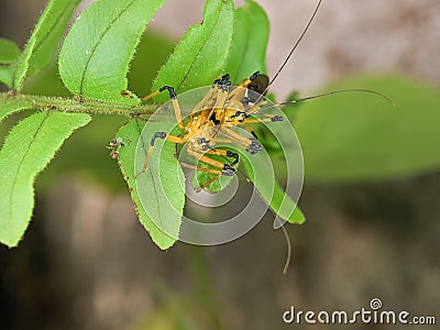 Closeup of an Assassin bug (Harpactorinae) mating on a green leaf with blurred background Stock Photo