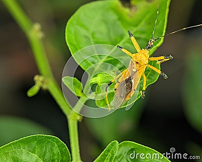 Closeup of an Assassin bug (Harpactorinae) mating on a green leaf with blurred background Stock Photo