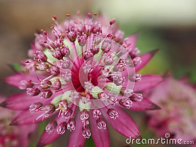 Closeup of Astrantia Stock Photo