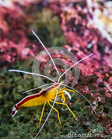 Closeup of a atlantic cleaner shrimp sitting on a rock, colorful prawn from the atlantic ocean Stock Photo