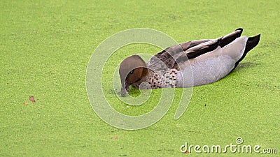 Closeup of an Australian wood duck, maned goose, Chenonetta jubata. Stock Photo