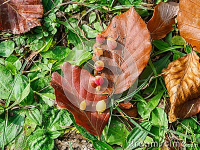 Closeup of autumn leaves with a fruit in Grevolosa Forest, Catalonia, Spain Stock Photo