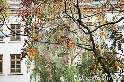 Autumnal leaves on Golden Rain tree - Koelreuteria P Stock Photo