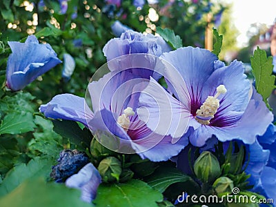 Closeup of Azurri Blue Satin Rose of Sharon growing in a garden Stock Photo