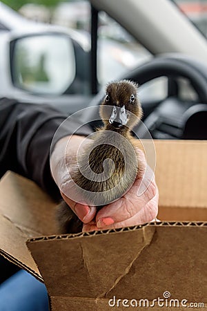 Closeup of baby Cayuga duck in a car on the way home, womanâ€™s hand, cardboard box Stock Photo