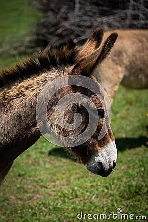 Closeup of a baby mule against the green background Stock Photo