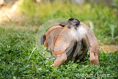 Closeup of back English bulldog puppy 2 month playing with toy in the garden Stock Photo