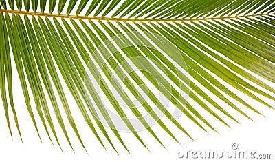 Closeup Background Of A Palm Tree Frond On White Stock Photo