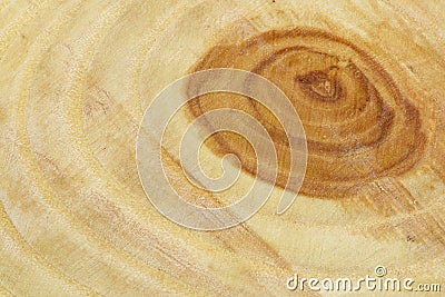 Closeup background of year rings texture of the unique relict ash tree Fraxinus sogdiana grown in the Sharyn canyon, Kazakhstan. Stock Photo