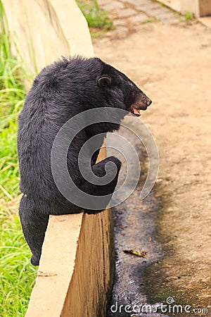 Closeup Backside Black Bear Climbs Over Barrier in Zoo Stock Photo