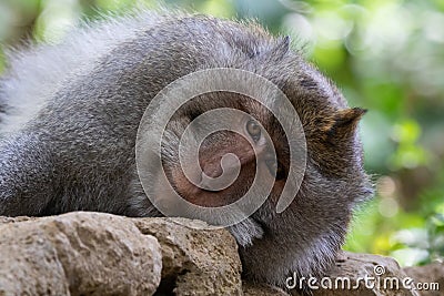 Closeup of Balinese Long Tailed Monkey, laying on stones and looking at camera. Stock Photo