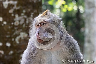 Closeup, Balinese Long Tailed Monkey, looking slightly aside. Green forest background. Stock Photo