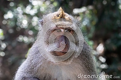 Closeup of Balinese Long Tailed Monkey. Jungle brush in background. Stock Photo
