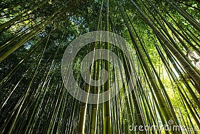 Closeup bamboo grove forest at Adashino temple in Arashiyama Stock Photo