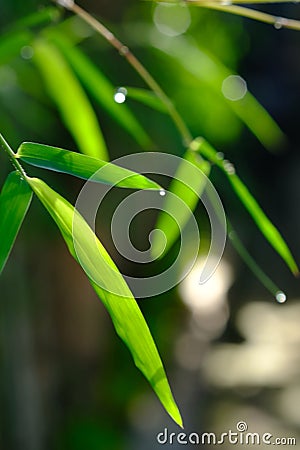 Closeup of bamboo leaves and some drop of morning dew Stock Photo