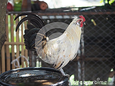 Bantam body is small, short, big and crested hen is colorful Stock Photo