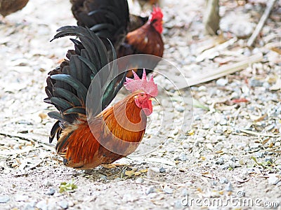 Bantam body is small, short, big and crested hen is colorful Stock Photo