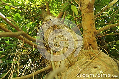 Closeup of a banyan tree trunk, location in Kaliurang, Yogyakarta Stock Photo
