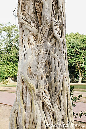 Closeup of banyan tree trunk roots with carvings Natural Arched and Curved Banyan Tree Trunk and Roots in Tones Stock Photo