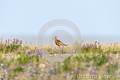 Closeup of an bar-tailed godwit in a field full of flowers, Alaska Stock Photo