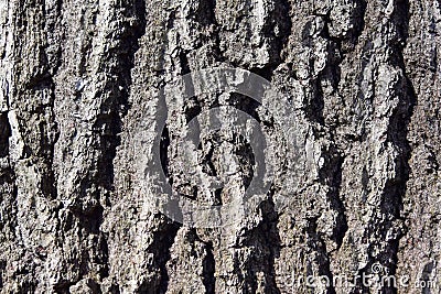 Closeup of the rough bark of a mature white oak tree Stock Photo