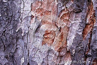 CloseUp Bark Multicolor Detail, Abstract Nature Background Motive Stock Photo