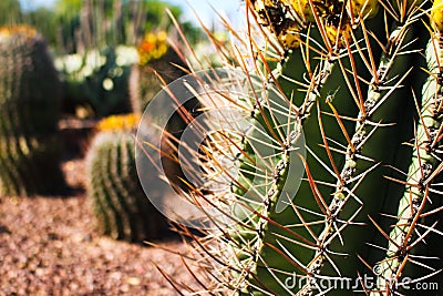 Closeup of a barrel cactus under the sunlight in Phoenix, Arizona Stock Photo