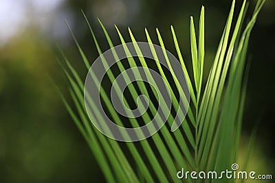 Closeup beatiful green palm leaf With sunlight shining on the palm leaves,palm branches with green leaves Stock Photo