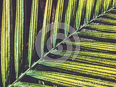 Closeup beatiful green palm leaf With sunlight shining on the palm leaves,palm branches with green leaves Stock Photo