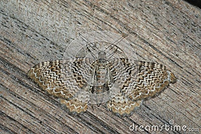 Closeup on a beatiful Scallop Shell geometer moth , Hydria undul Stock Photo