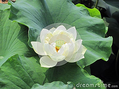 Closeup of beautiful blooming pure white lotus flower supported by green leaves Stock Photo