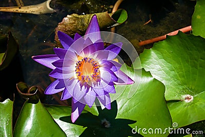 Closeup of beautiful bright purple violet Nymphaea or Water Lily bud in a pond Stock Photo
