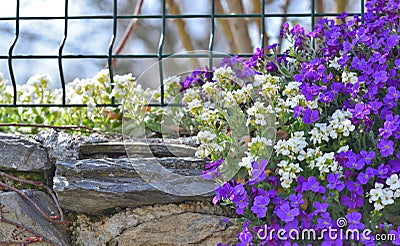 beautiful bush of purple bell flowers blooming on a rocky wall closed a garden Stock Photo