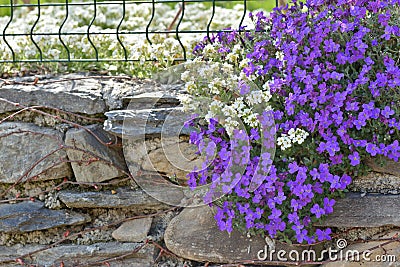 purple bell flowers blooming on a rocky wall closed a garden Stock Photo