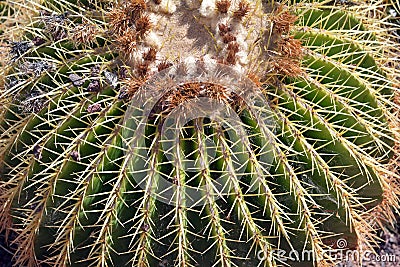 Closeup of a beautiful cactus. Canary Islands.Spain. Stock Photo