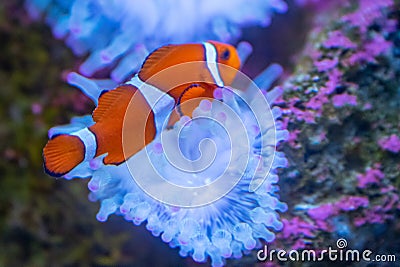 Closeup of a beautiful clownfish swimming in the fish tank Stock Photo