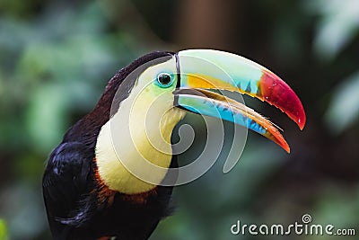 Closeup of a beautiful and colorful keel billed toucan Stock Photo