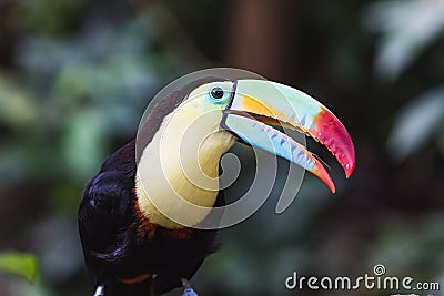 Closeup of a beautiful and colorful keel billed toucan Stock Photo