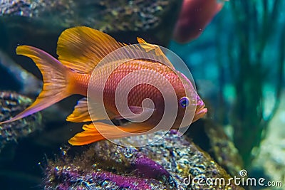 Closeup of a beautiful and colorful tropical fish, exotic fish specie Stock Photo