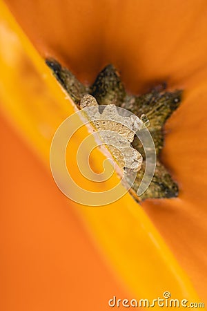 Closeup on a beautiful composition of pumpkin in warm vibrant color Stock Photo