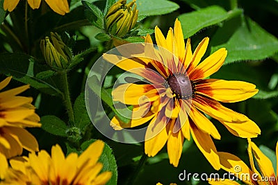 Closeup of a beautiful Coneflower in a garden Stock Photo