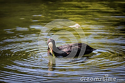 Closeup of a beautiful coot bird swimming in the lake Stock Photo